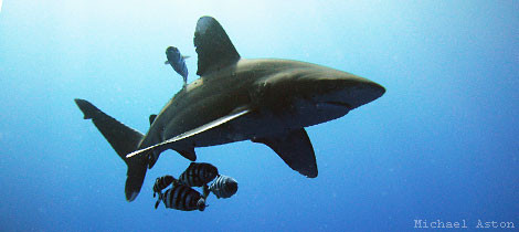 CITES skriver historia med skydd för hajar och mantor
