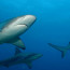 Biologer upptäcker 79 nya arter av haj och rocka